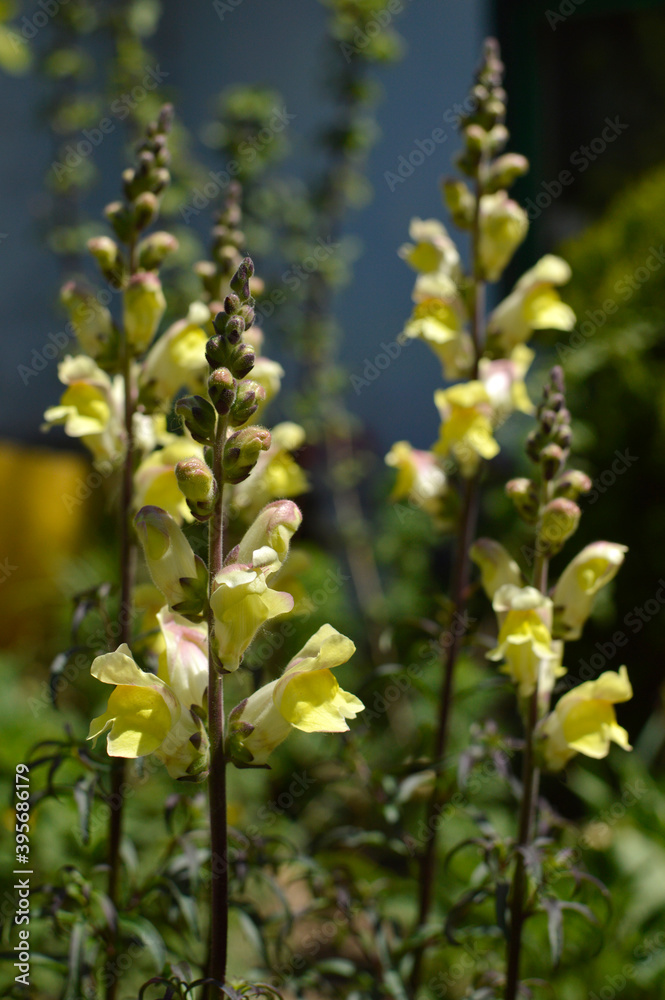 yellow snapdragon flowers, antirrhinum majus, growing in the garden yellow snapdragon flowers, antirrhinum majus, growing in the garden