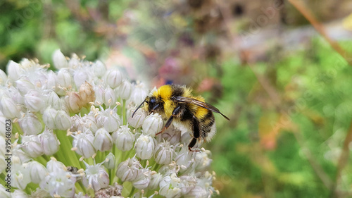 Bumblebee collects nectar on white flower in summer, close-up. Bombus hortorum pollinates flowers in garden.