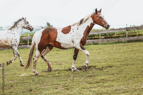 Фотография Portrait of a Criollo horse at a meadow