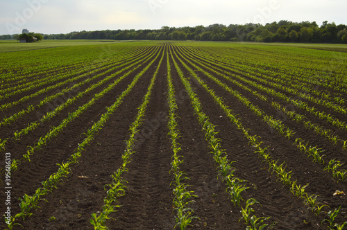 corn field in the spring with rows of young plants