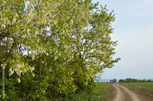 blooming acacia trees in rural landscape in Vojvodina