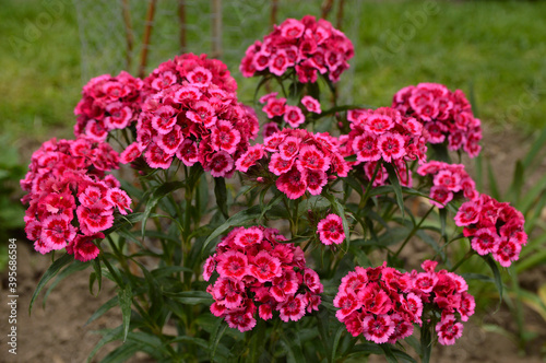 pink blooming sweet william flowers  dianthus barbatus  growing in the garden