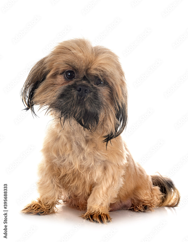 shih tzu in studio