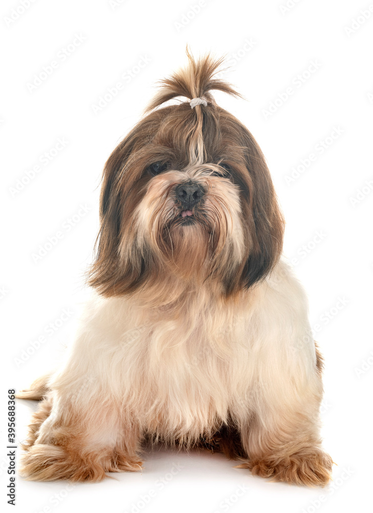 shih tzu in studio shih tzu in studio