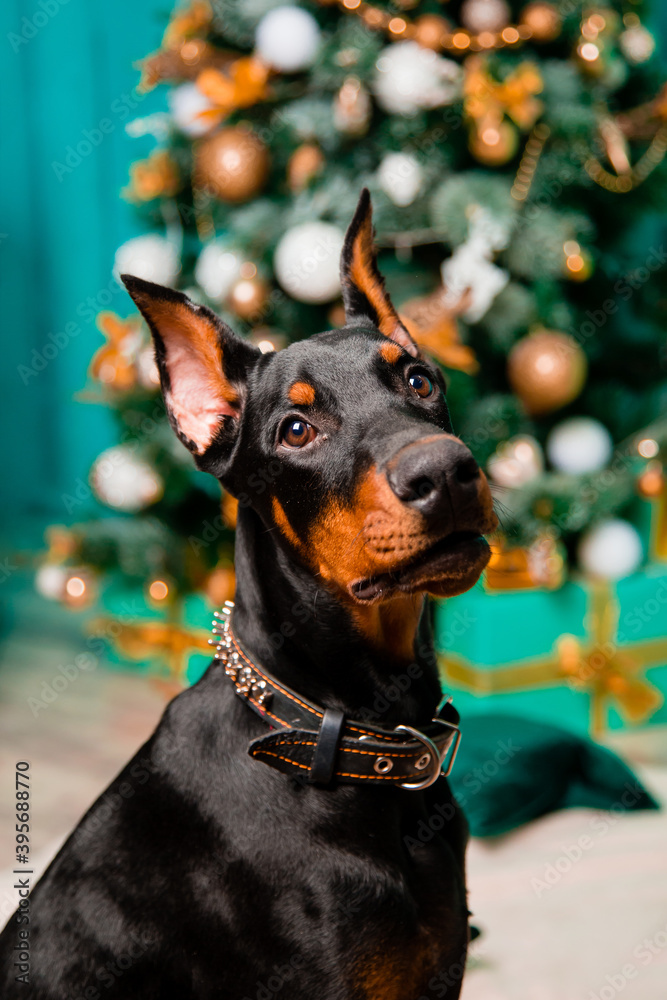 Portrait of a sitting dog, a black Doberman puppy on the background of a Christmas tree, performs the command to sit.