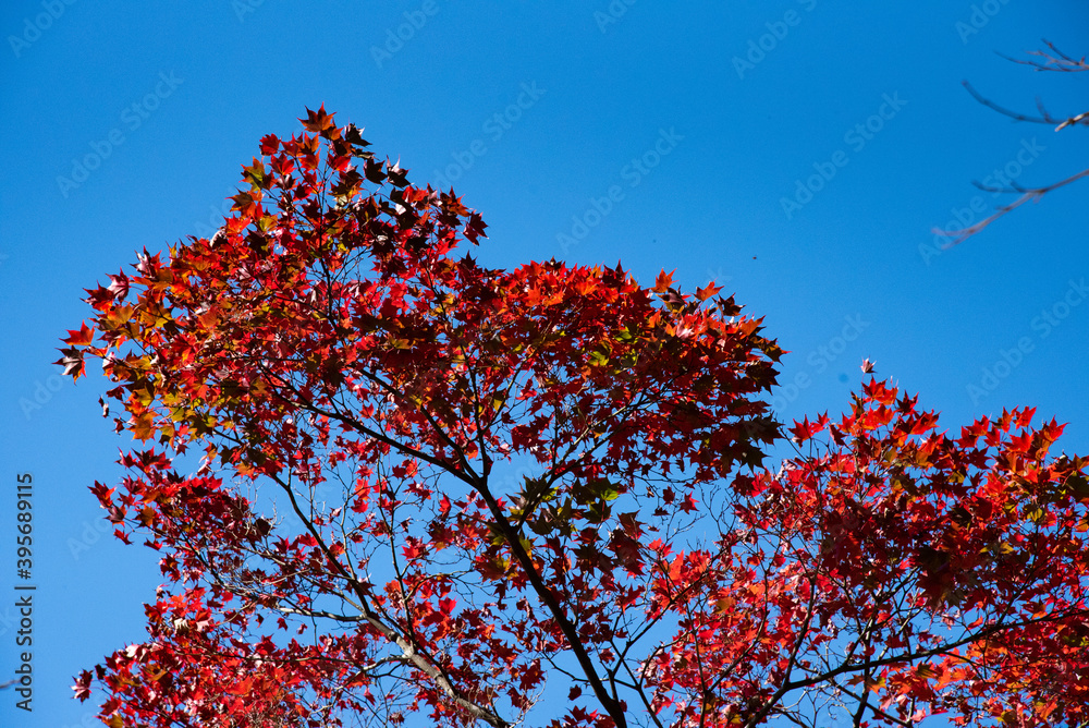 紅葉したモミジ