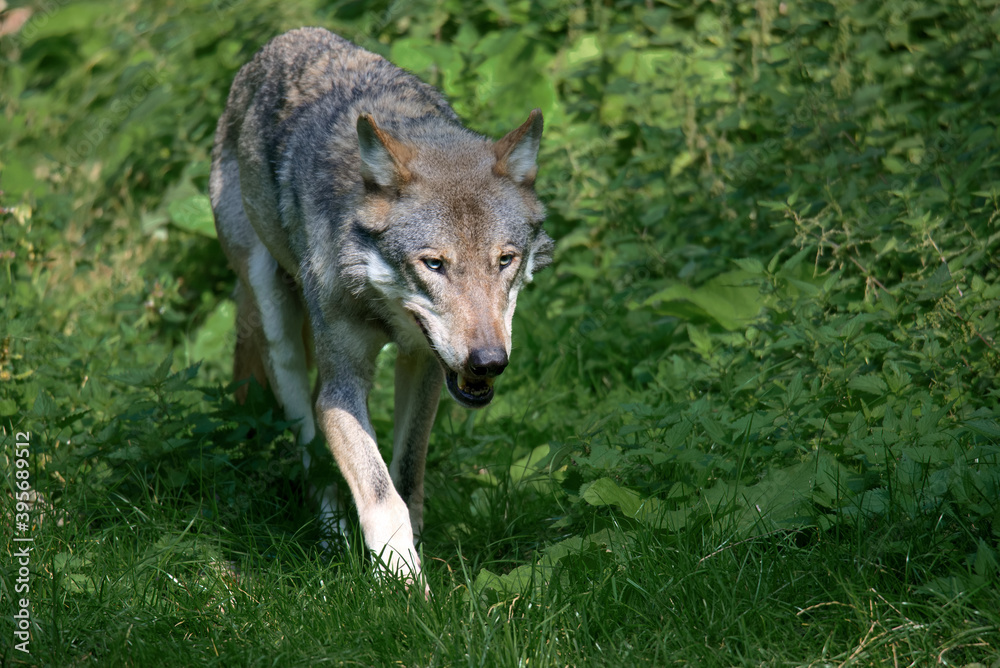 Wolf Wolf