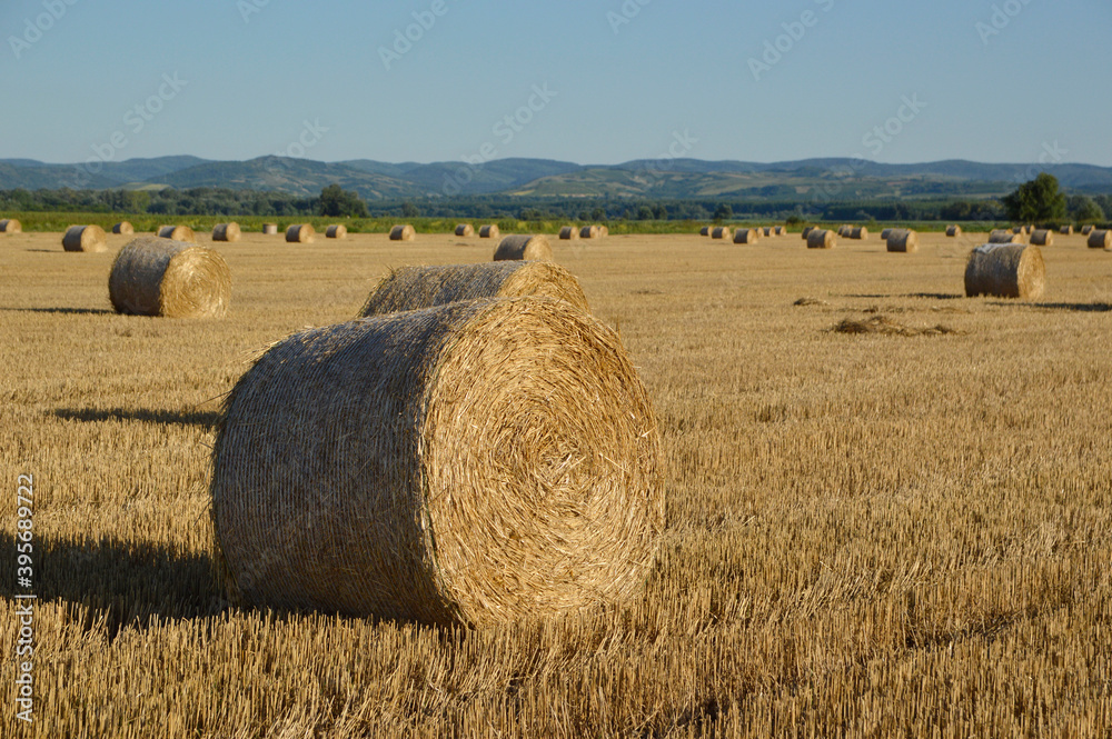 round straw bales in the harvested wheat field