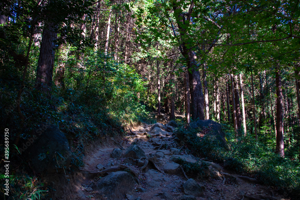 Obraz premium 筑波山の山道