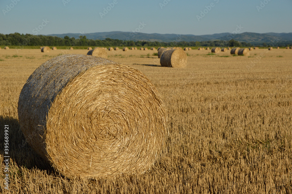 round straw bales in the harvested wheat field