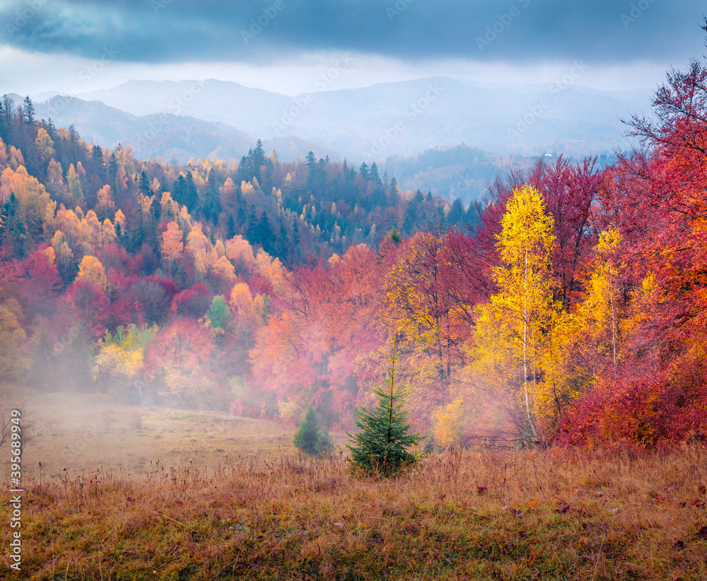 Dramatic autumn picture of foggy mountain valley. Colorful morning scene of Carpathian mountains, Ukraine, Europe. Landscape photography..