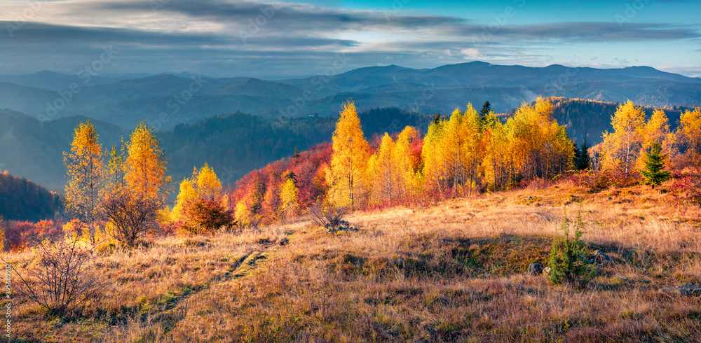 Fototapeta premium Panoramic autumn view of Carpathian mountains. Amazing morning scene of mountain valley. Beauty of nature concept background. Landscape photography..