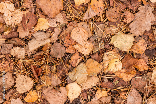 fall brown leaves and pine needles season background, autumn nature texture of a ground, fallen leaf backdrop
