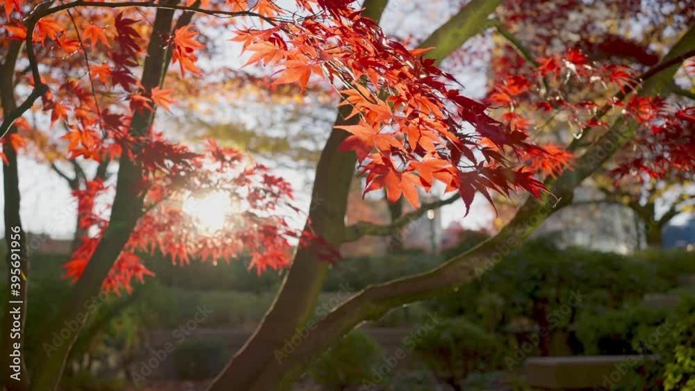 Panning and slow-motion video of red maple trees and red leaves in the evening sun light. The romantic moment of winter.