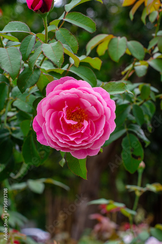 Foto pink rose flower in a garden on green background