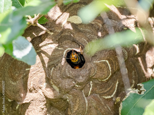 Closeup shot of Japanese Giant Hornets in their nest in Japan photo