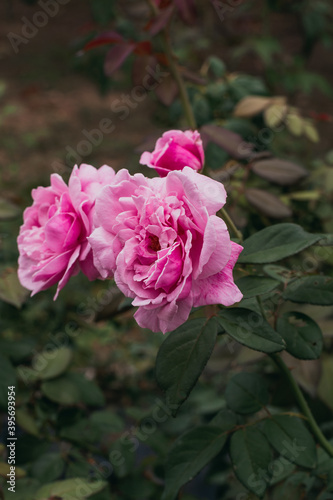 Beautiful rose flower in the garden Close-up