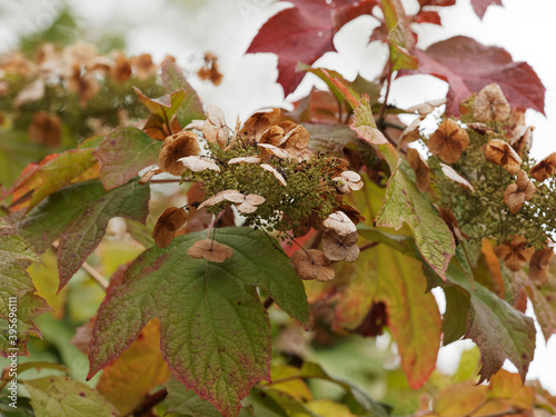 (Hydrangea quercifolia) Eichen-Hortensie als Zierpflanze entlang einer Wand. Große gelappte Blätter von grüner und rötlicher Farbe am Ende des Sommers photo