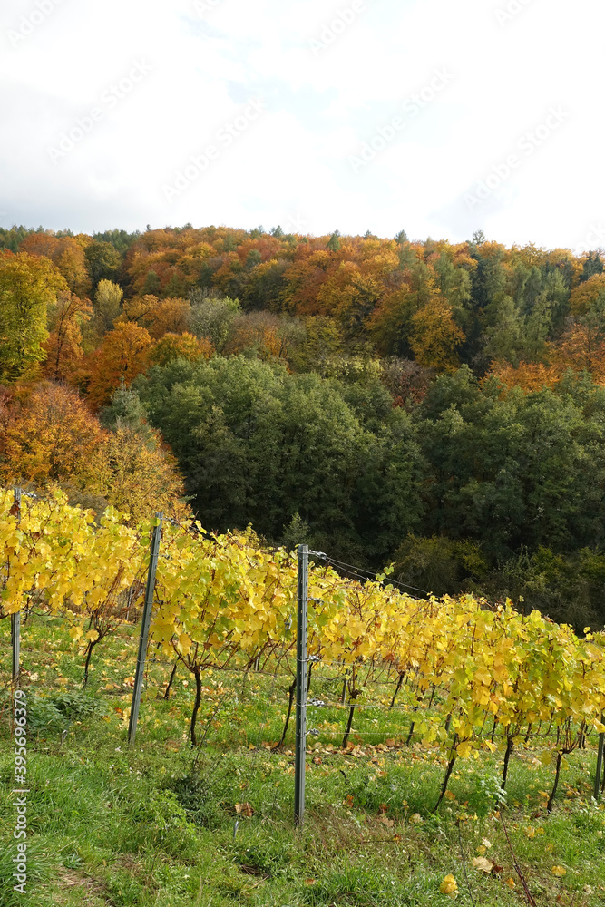 Naklejka premium Weinberg bei Hoerstein