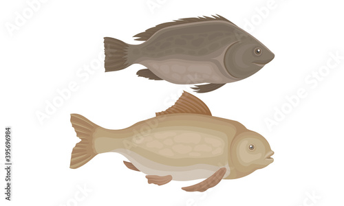 Fish as Gill-bearing Aquatic Animal Used as Seafood Vector Set