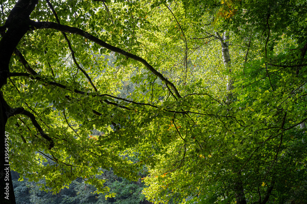 Beautiful foliage in a beech forest lit up by the sunlight. Picture from near Ringsjon, Scania county, Sweden Beautiful foliage in a beech forest lit up by the sunlight. Picture from near Ringsjon, Scania county, Sweden