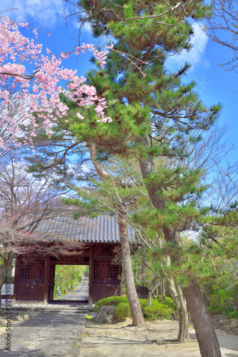 輪王寺　山門と桜 © rujin