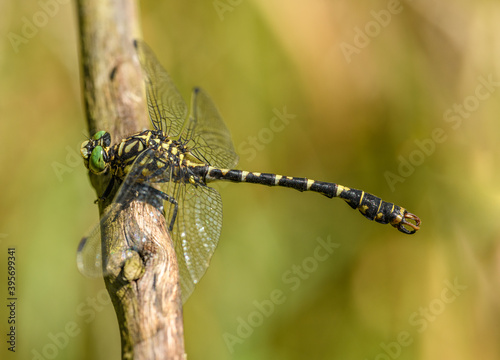 small pincertail or green-eyed hook-tailed dragonfly (Onychogomphus forcipatus)