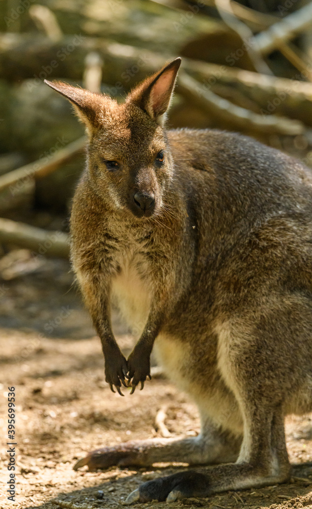 red-necked wallaby or Bennett's wallaby (Macropus rufogriseus) red-necked wallaby or Bennett's wallaby (Macropus rufogriseus)