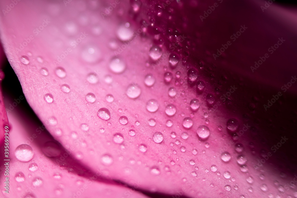 Water drops on pink leaves of a flower close-up with a dark background. Selective focus. Water drops on pink leaves of a flower close-up with a dark background. Selective focus.