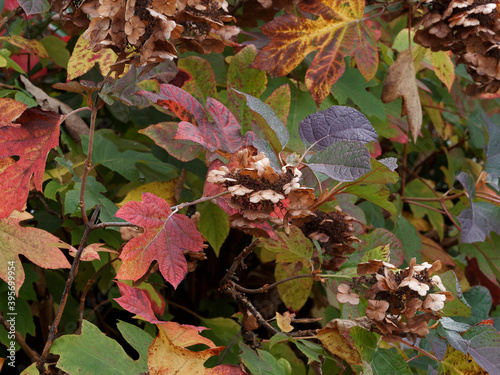 (Hydrangea quercifolia) Eichenblättrige Hortensie oder Eichen-Hortensie. Große Rot bis braunrot Blätter, dreieckigen spitzen Lappen und weiß und rötlich kegelförmigen Blütenbüschel im Herbst photo