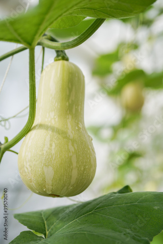butternut squash young fruits in a greenhouse 