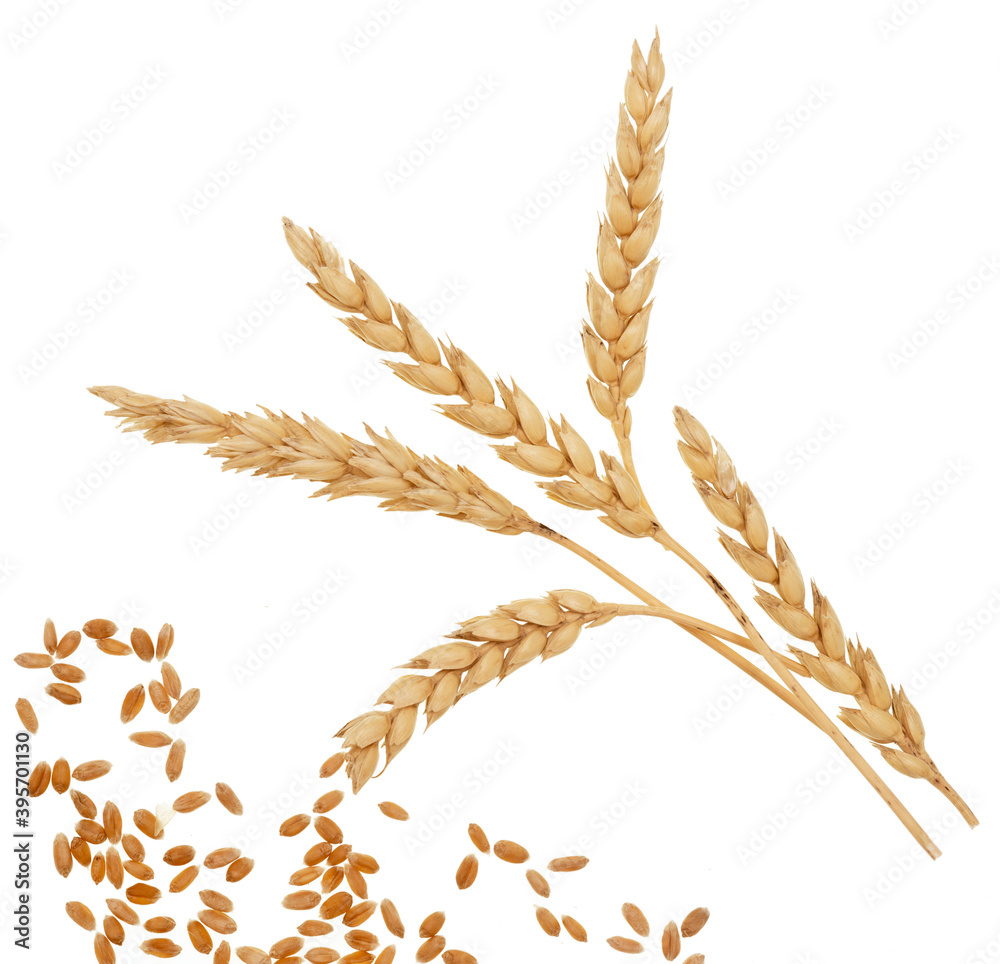 Wheat on white Wheat on white