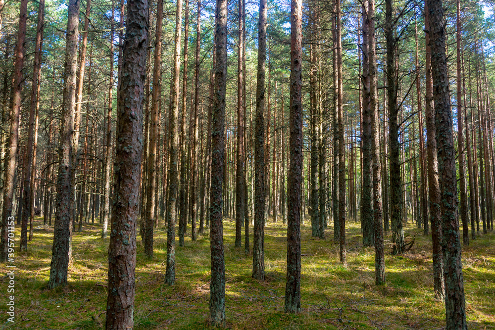 Trunks of tall coniferous trees in the forest in summer. Pine trees grow on green grass. Selective focus Trunks of tall coniferous trees in the forest in summer. Pine trees grow on green grass. Selective focus
