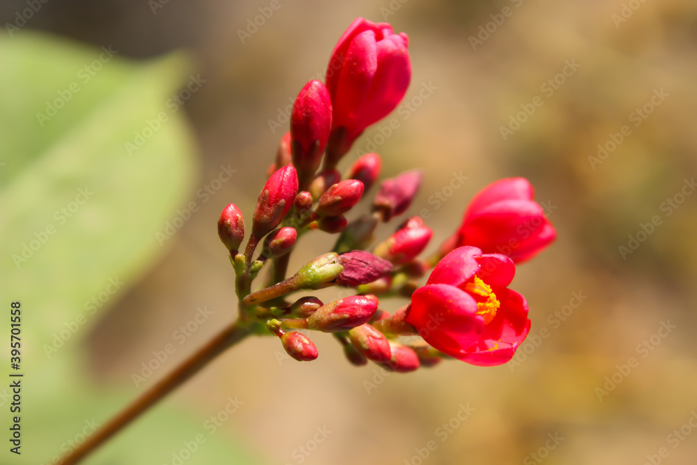 A picture of flower with blur background A picture of flower with blur background