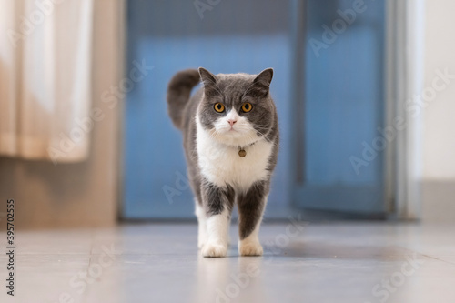 Cute British Shorthair cat, indoor shot photo