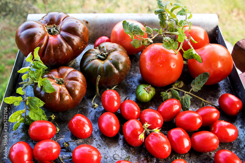 metalltablett mit verschiedenen tomatensorten und gartenblick