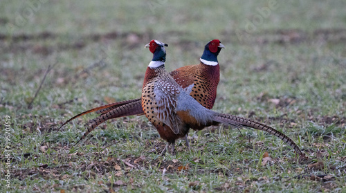 pheasants in the wild photo