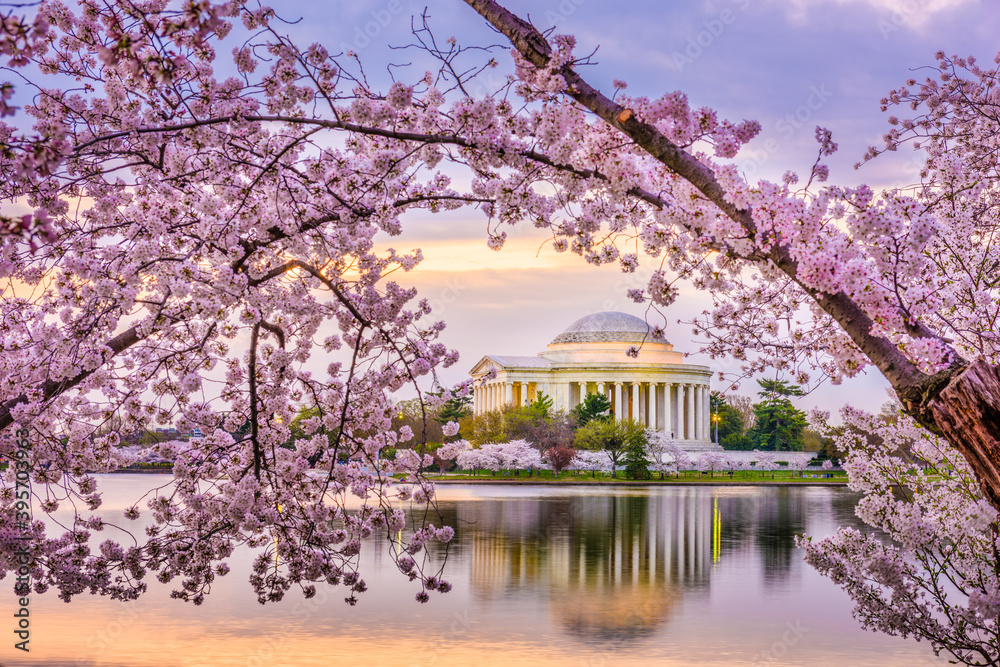 Obraz premium Washington DC, USA at the Jefferson Memorial