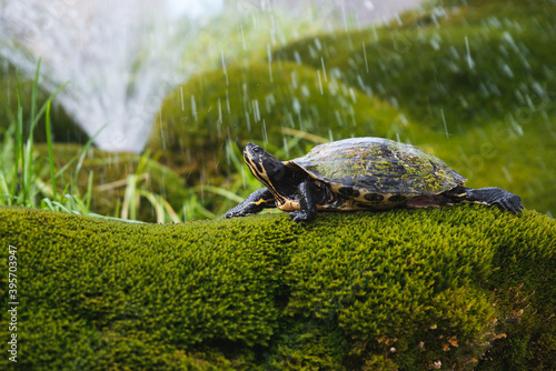Turtle in fountain with green moss and grass.