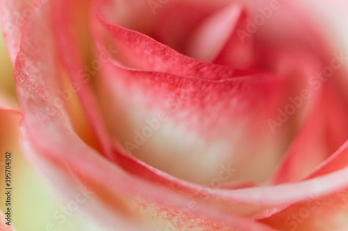 Macro. Rose close-up. Pink and white flowers