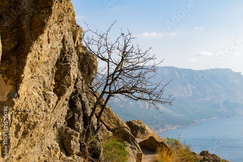 dry tree on a rock