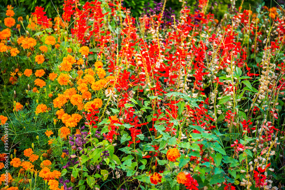Beautiful colorful flowers in the garden summer view.
