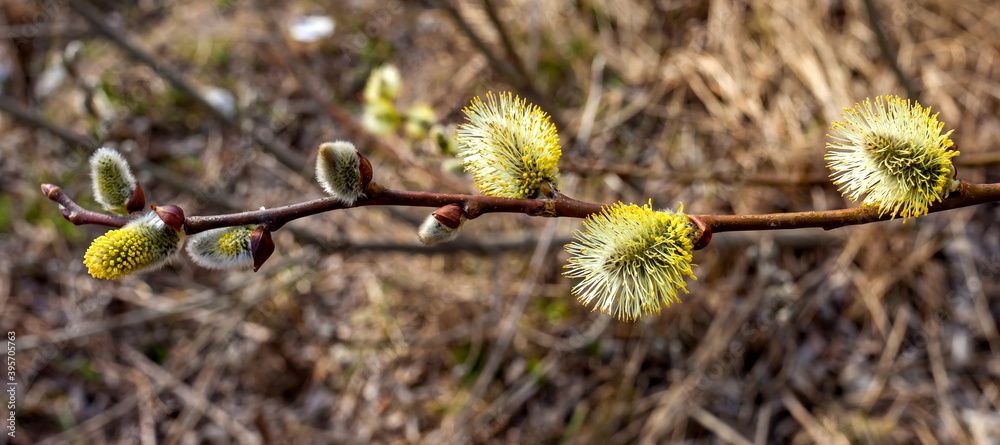 Young shoot of a willow closeup in spring Young shoot of a willow closeup in spring