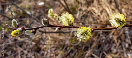 Young shoot of a willow closeup in spring