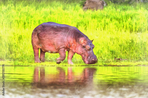 Hippopotamus amphibius, Rufiji river, Tanzania East Africa. photo