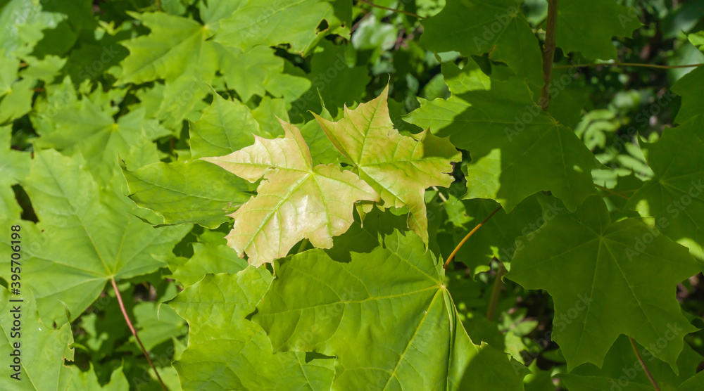 Green leaves of canadian maple close up on branches in summer Green leaves of canadian maple close up on branches in summer