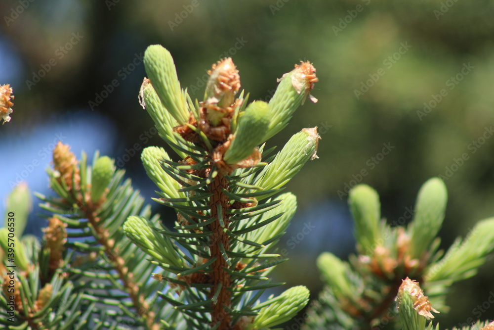 firs and fir trees with cones and needles firs and fir trees with cones and needles
