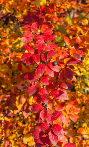 Yellow and red leaves on the branches of the plant close up in the sun in autumn