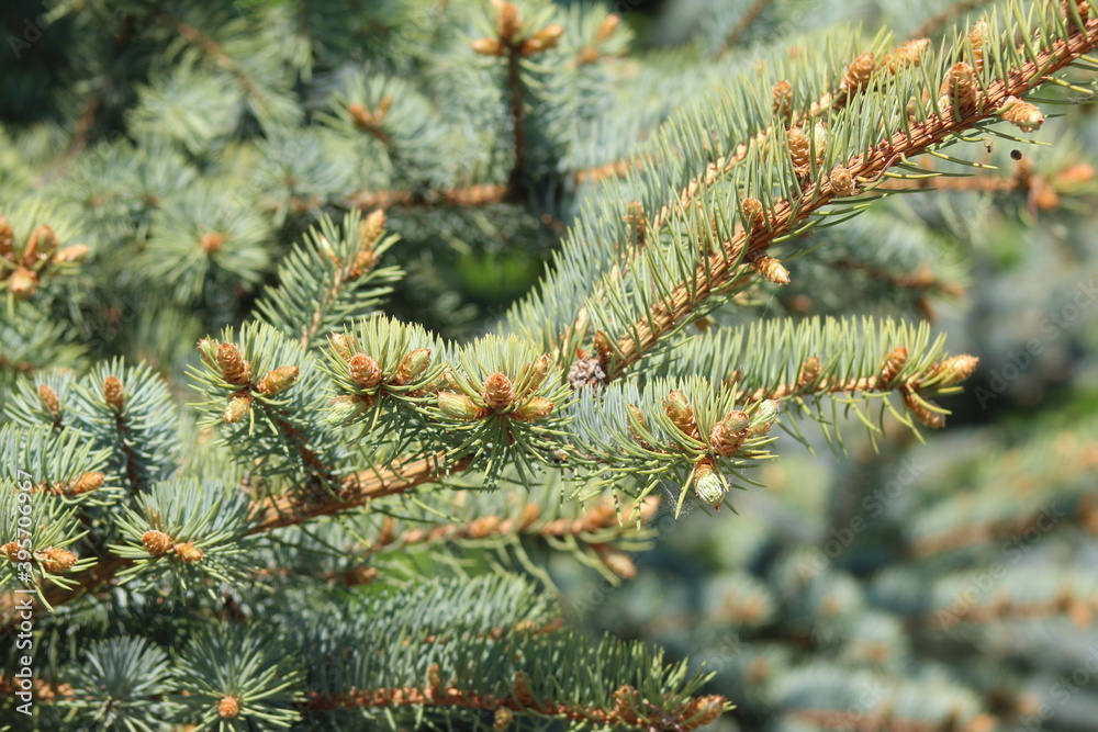 firs and fir trees with cones and needles