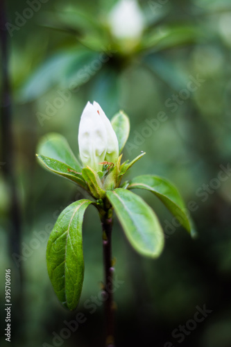 Vertical shot of a blooming swamp azalea in a garden with a blurry background photo